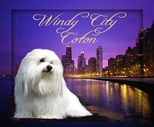 Windy City Coton of Illinois