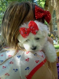 Sutter Buttes Coton de Tulear 2020 Logo