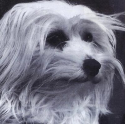 James, one of the original foundation males.